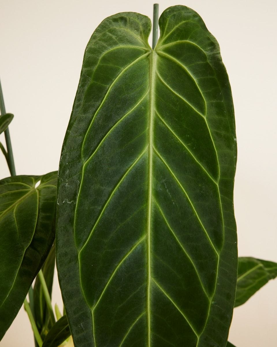 Anthurium Queen Anthurium Warocqueanum