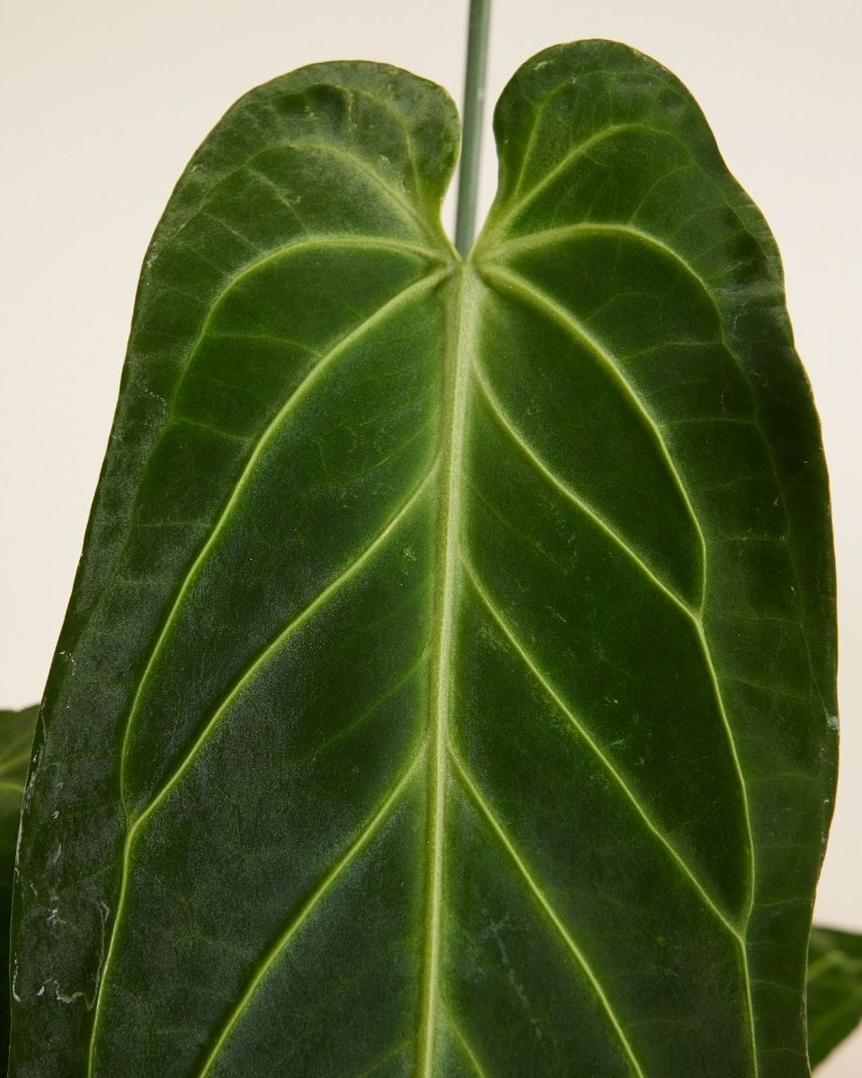Anthurium Queen Anthurium Warocqueanum