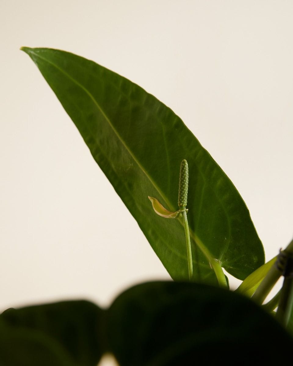 Anthurium Queen Anthurium Warocqueanum