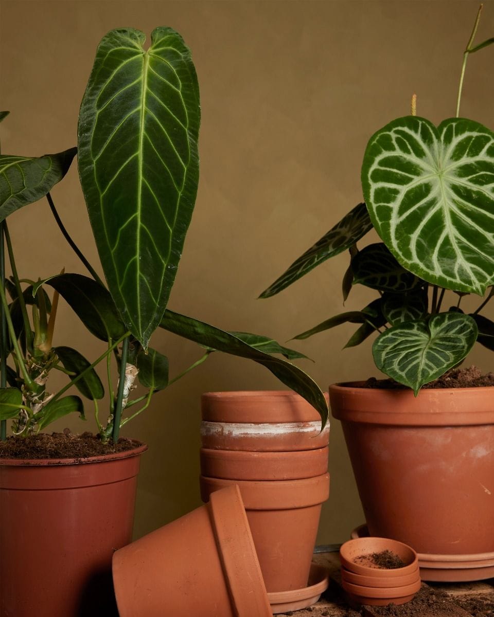 Anthurium Queen Anthurium Warocqueanum