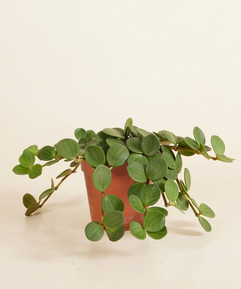 Peperomia Hope