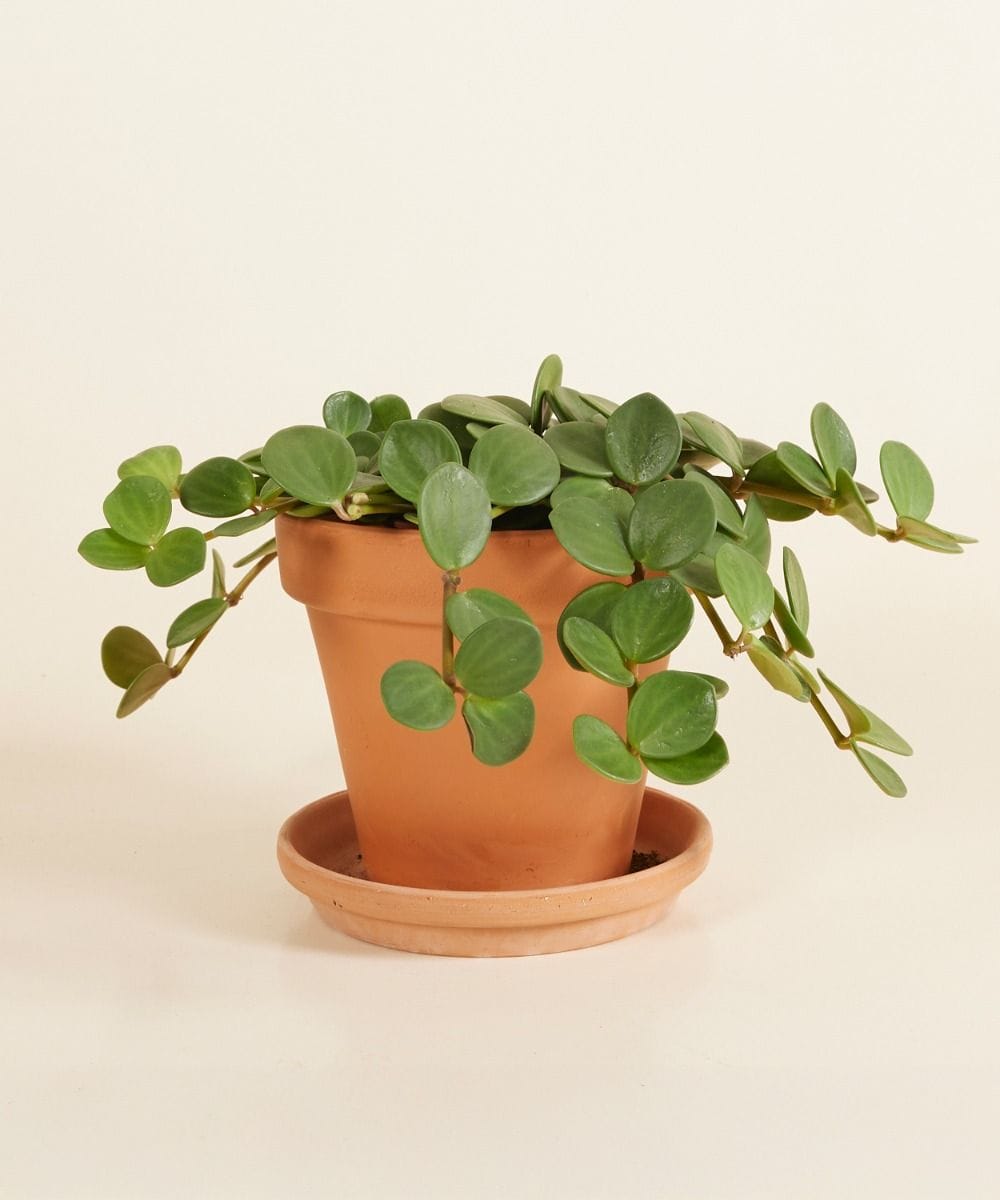 Peperomia Hope