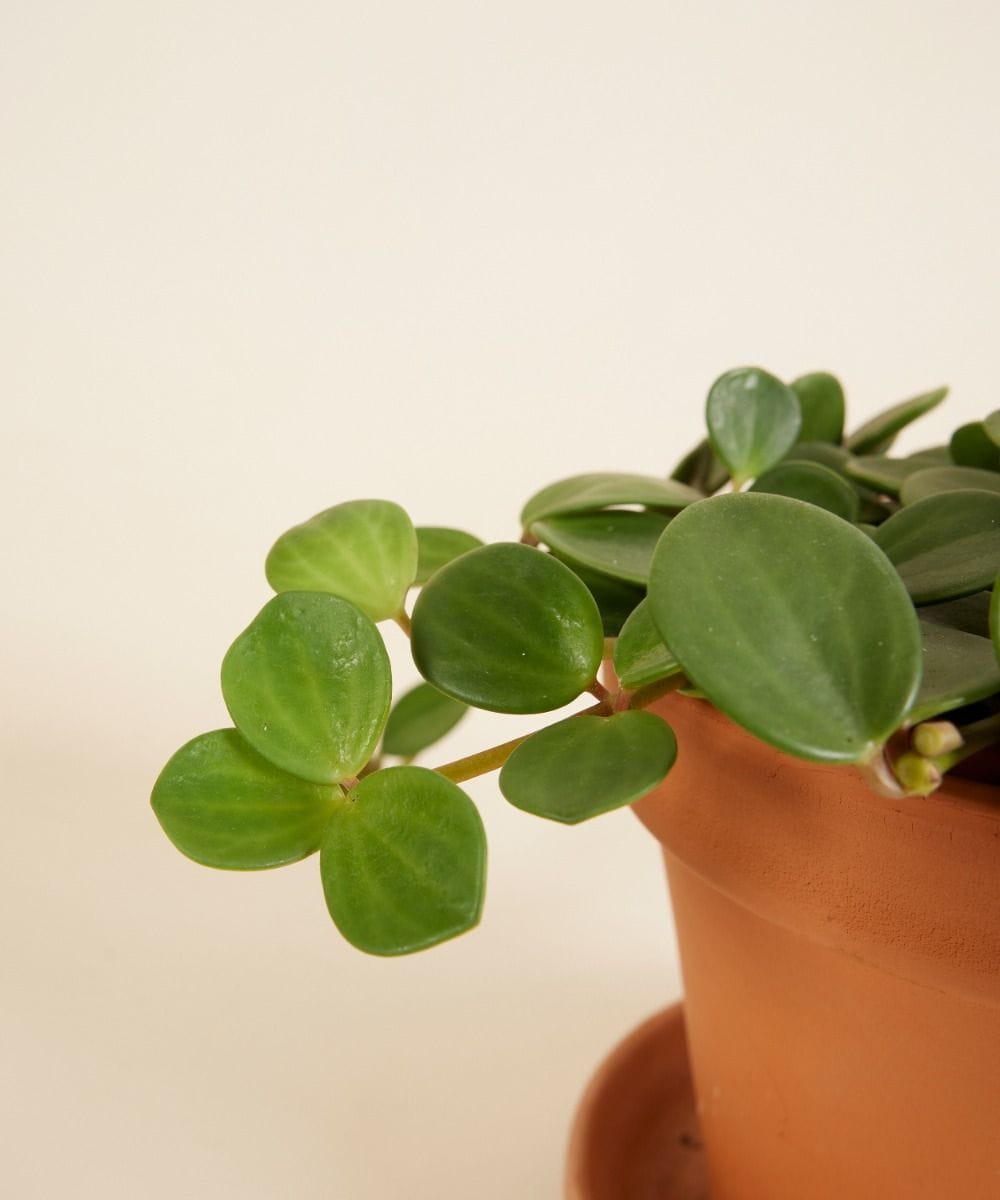 Peperomia Hope