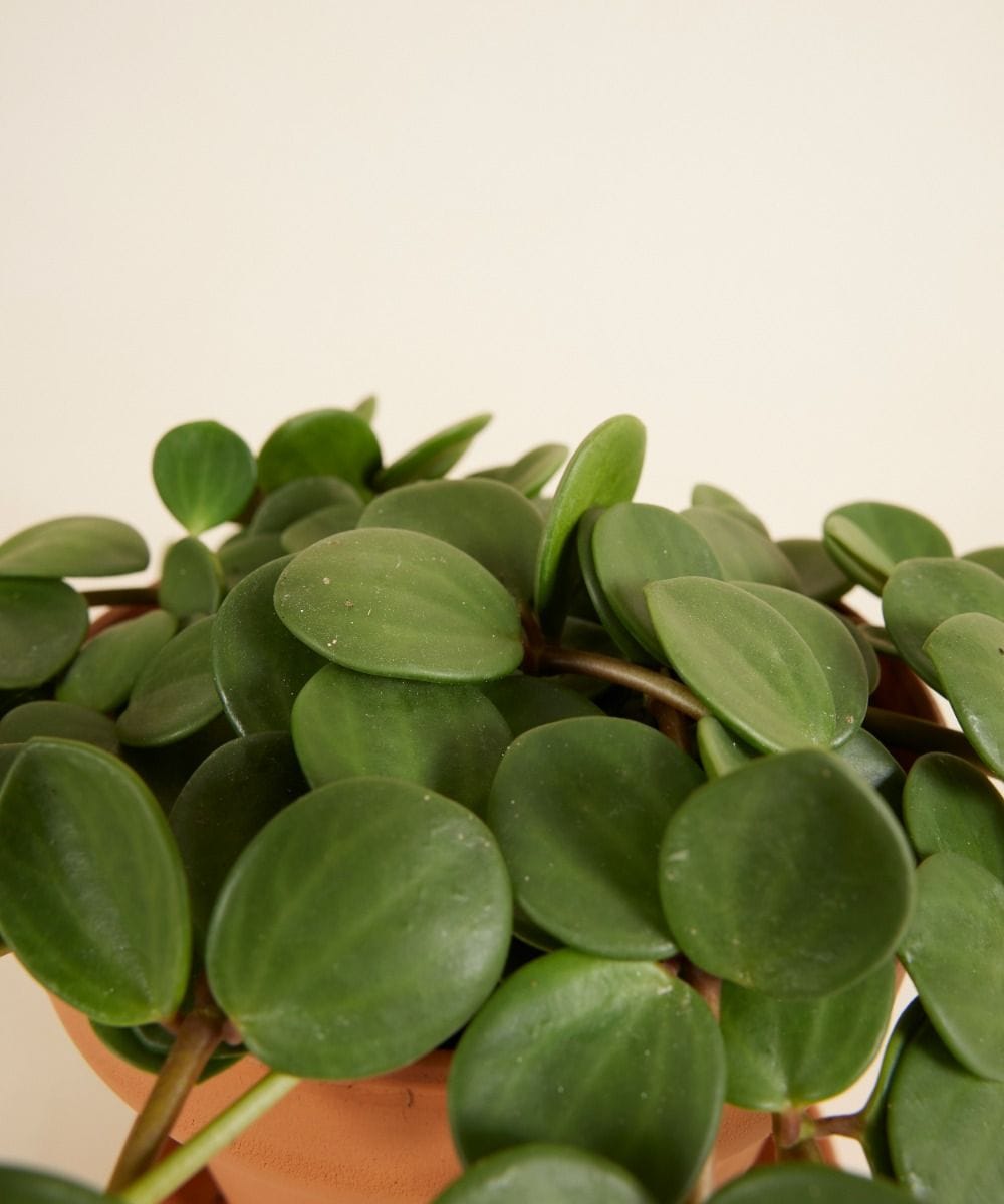 Peperomia Hope