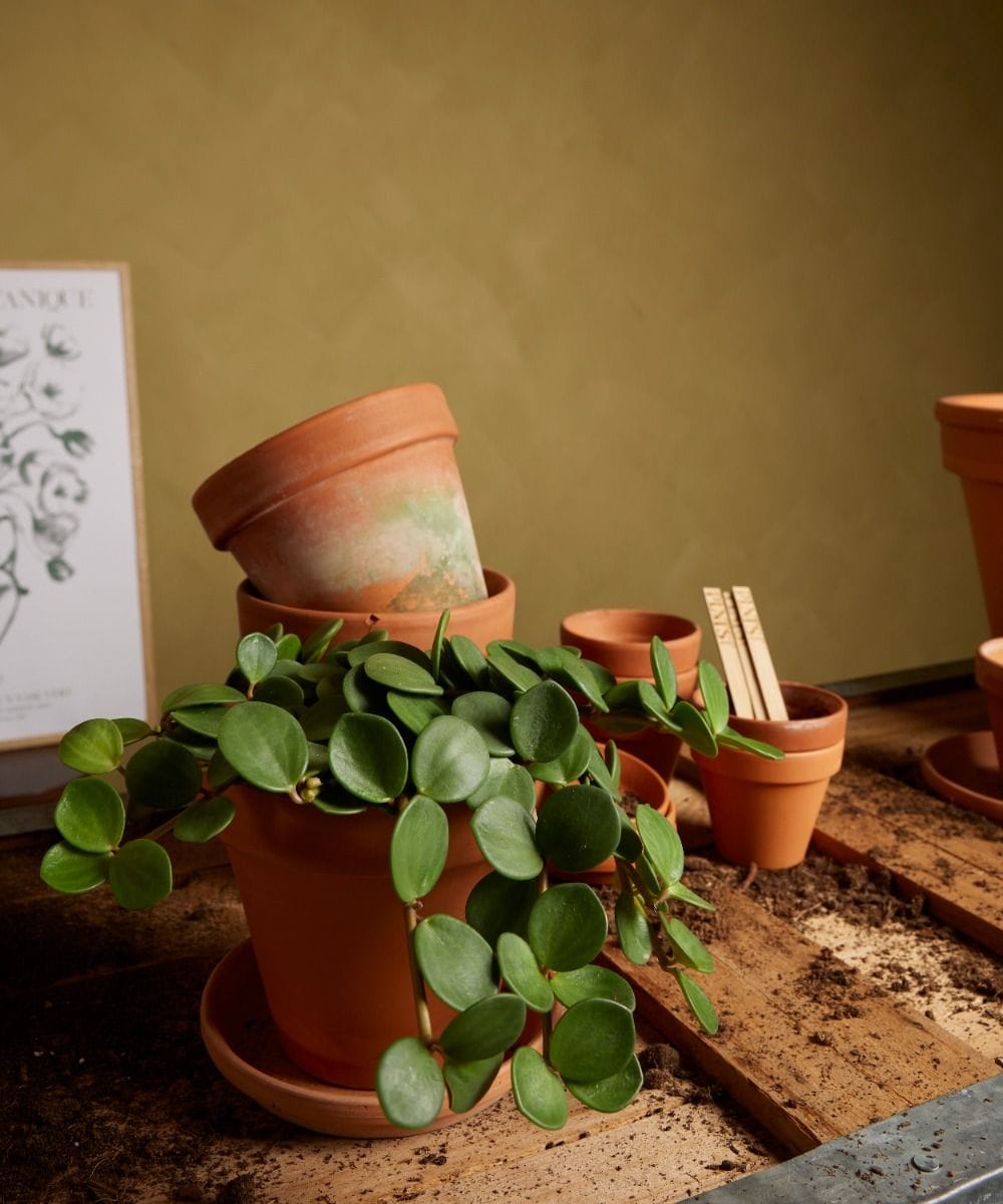Peperomia Hope