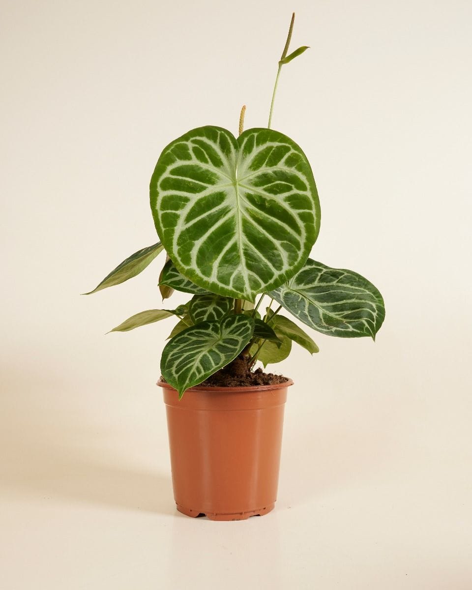 Anthurium Flamingo Flowers Silver Blush