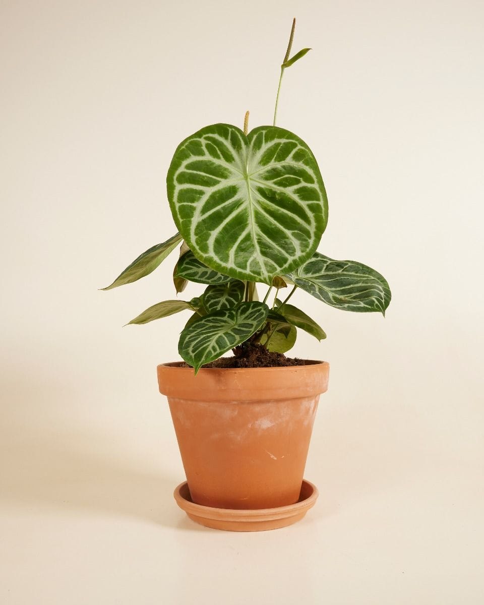 Anthurium Flamingo Flowers Silver Blush