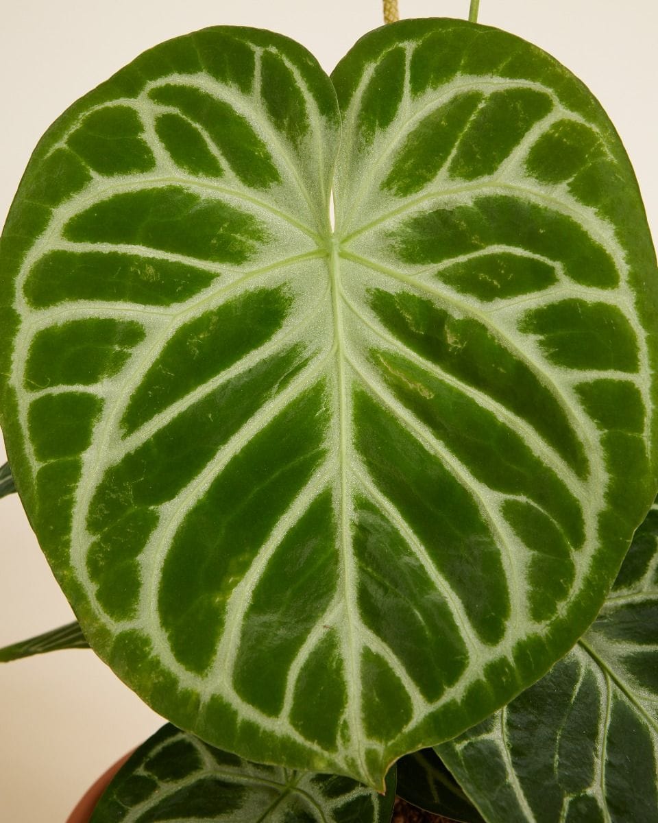 Anthurium Flamingo Flowers Silver Blush