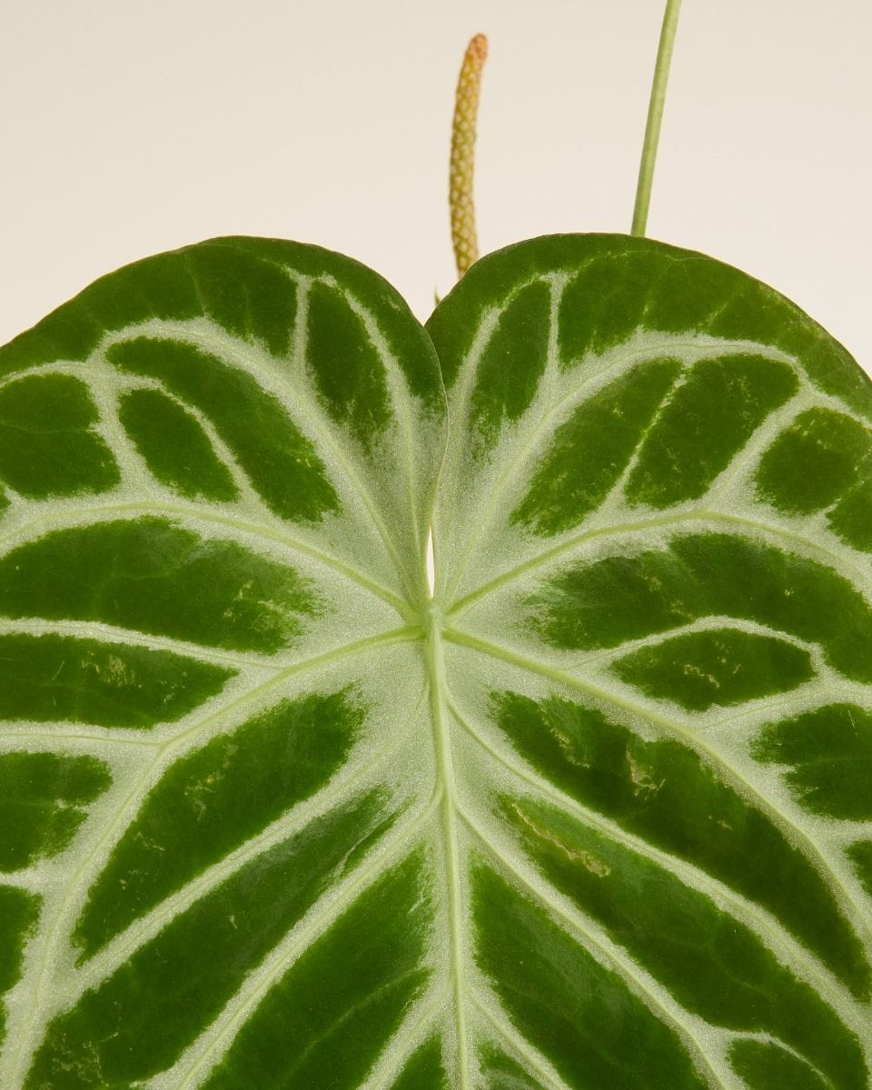 Anthurium Flamingo Flowers Silver Blush