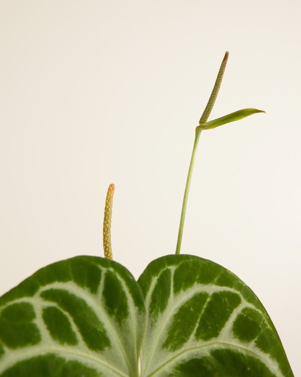 Anthurium Flamingo Flowers Silver Blush