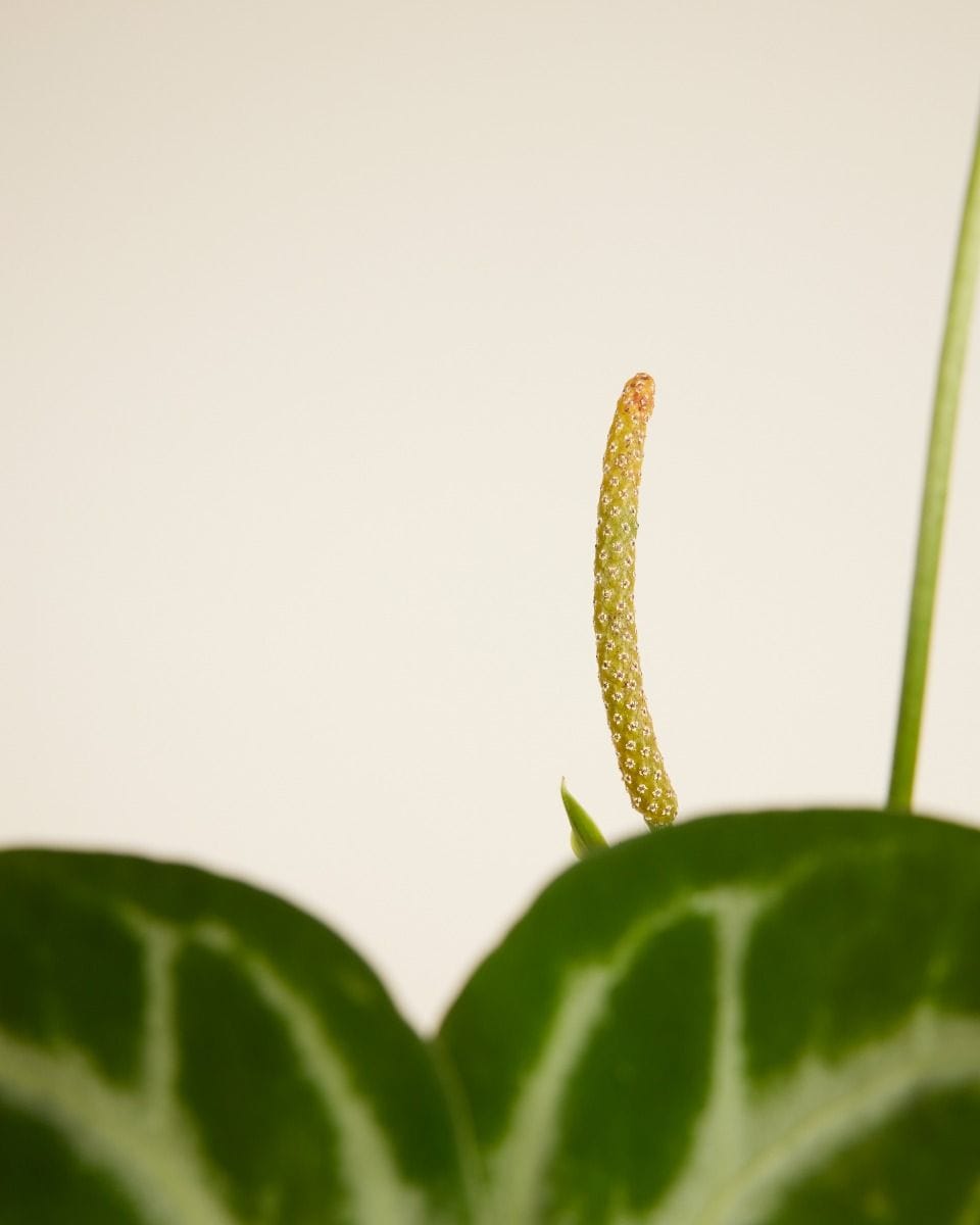 Anthurium Flamingo Flowers Silver Blush