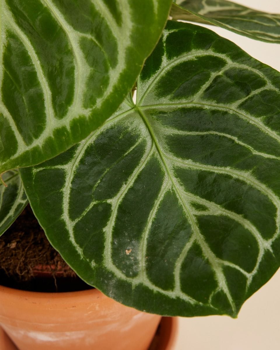 Anthurium Flamingo Flowers Silver Blush