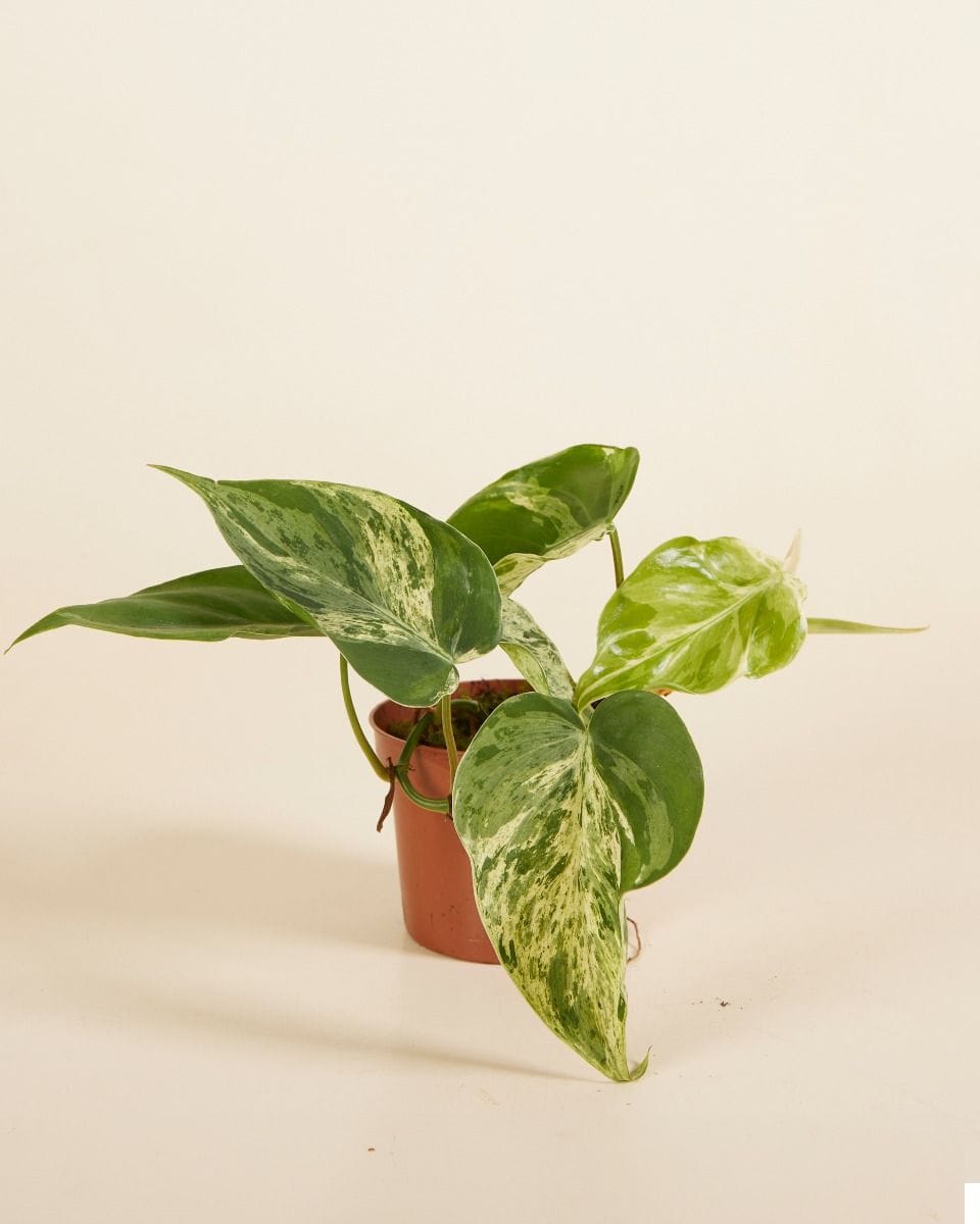 Philodendron Hederaceum Oxycardium Variegata