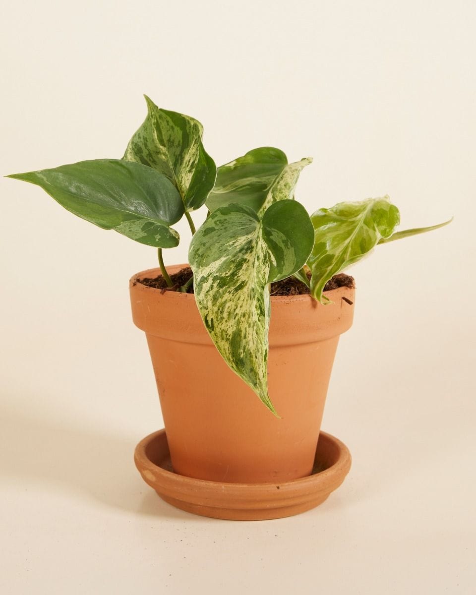 Philodendron Hederaceum Oxycardium Variegata