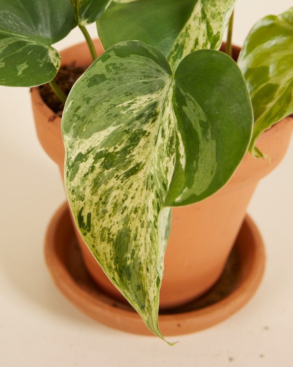 Philodendron Hederaceum Oxycardium Variegata