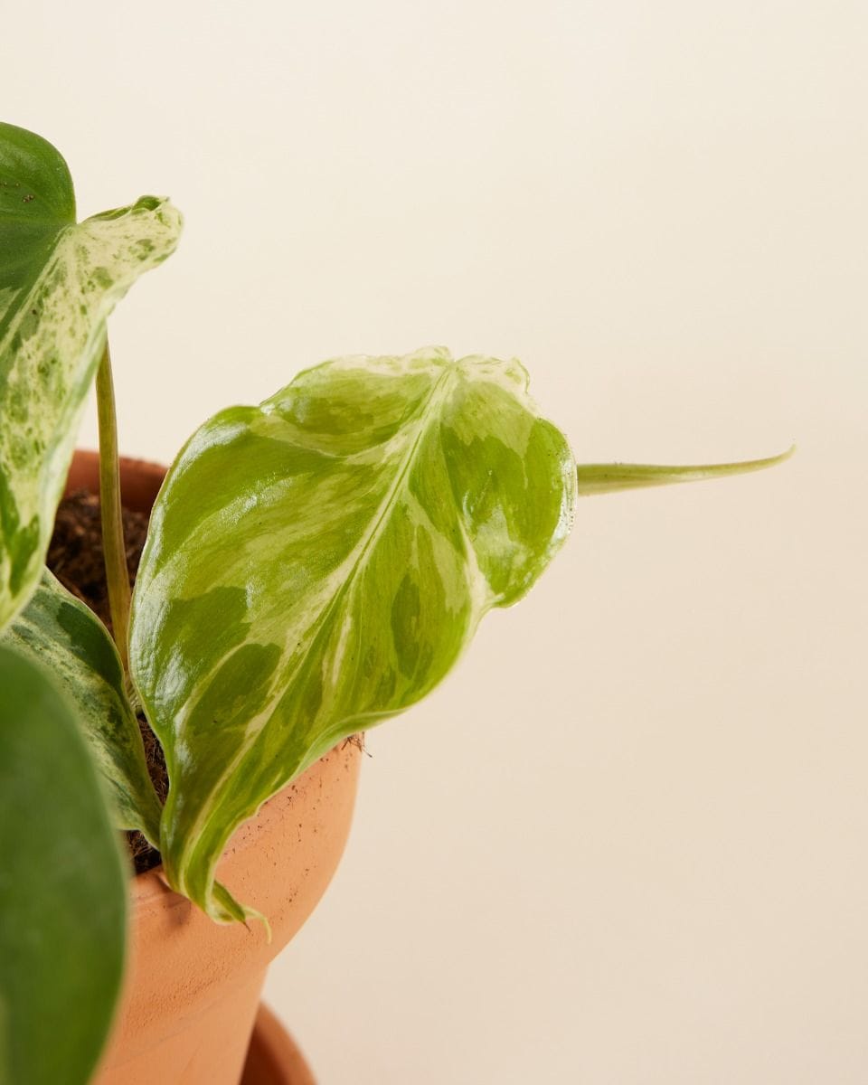 Philodendron Hederaceum Oxycardium Variegata