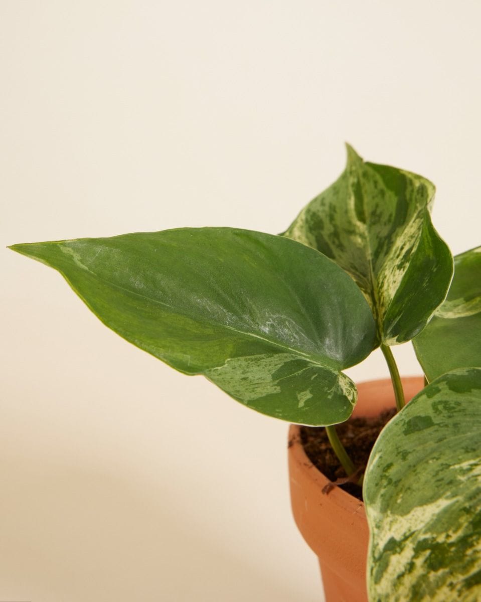 Philodendron Hederaceum Oxycardium Variegata