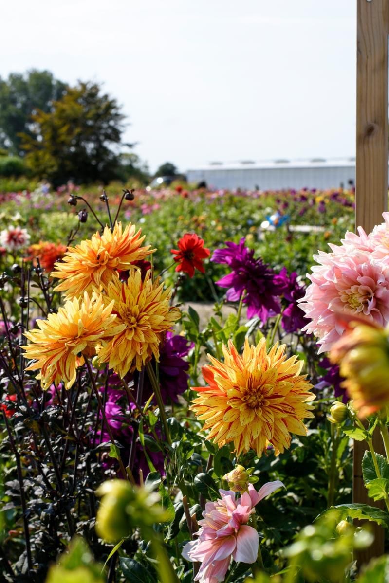 Baby Flower bulbs Flower bulbs - Dahlia Dinnerplate Mix