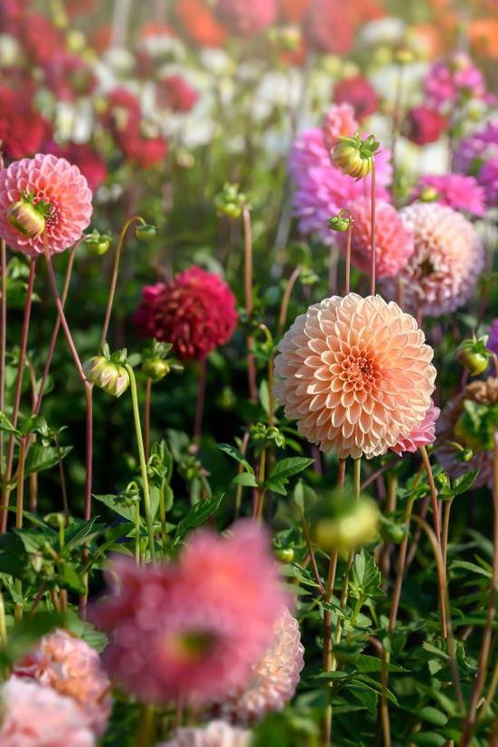 Dziecko Flower bulbs Flower bulbs - Dahlia Pompon Mix