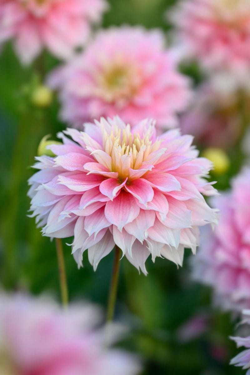 Baby Blumenzwiebeln Blumenzwiebeln - Dahlia Pink Mix