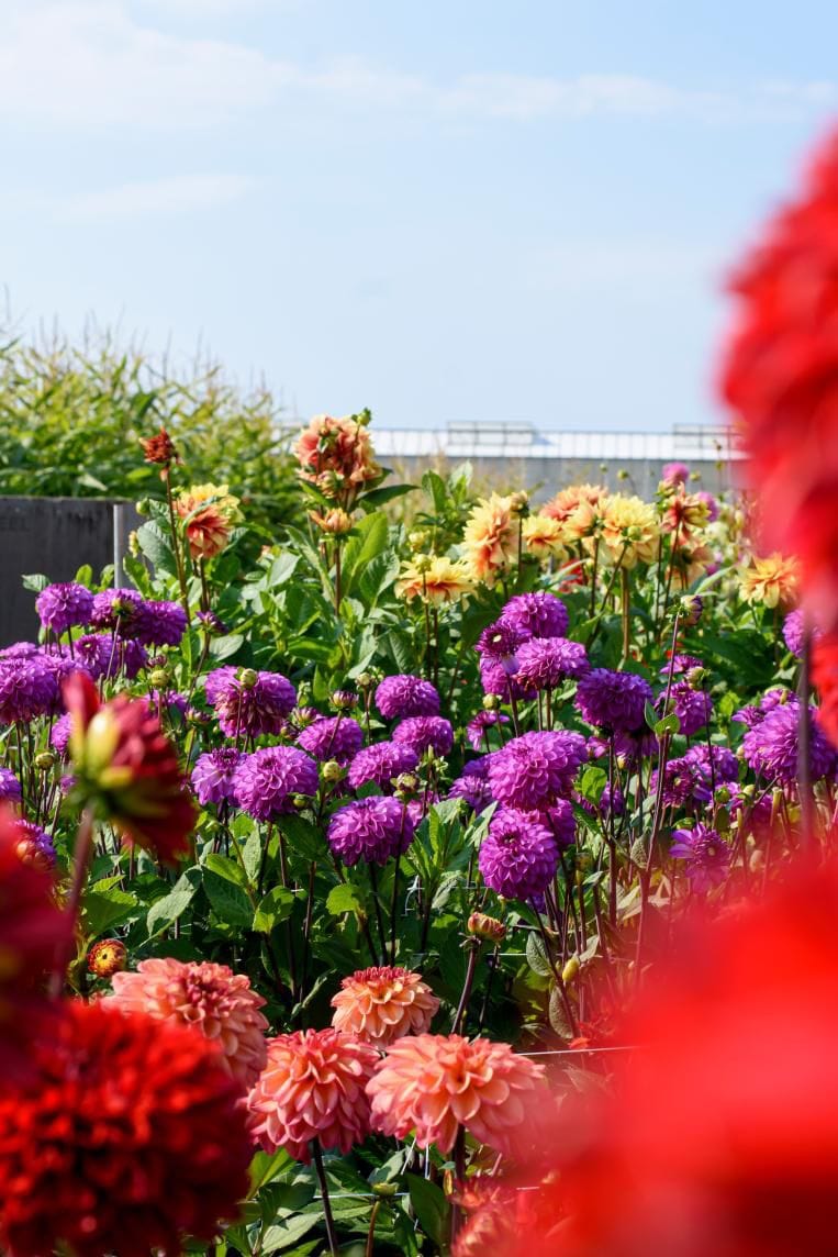 Baby Bloembollen Bloembollen - Dahlia Purper Mix