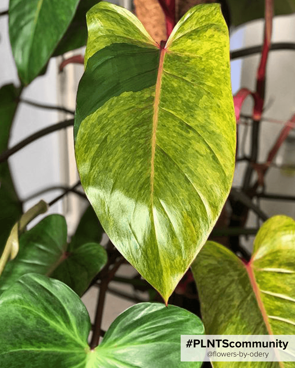 Philodendron Painted Lady