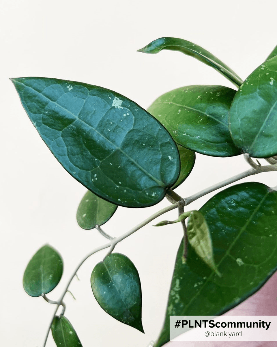 Hoya Wax plant Parasitica Black Edge