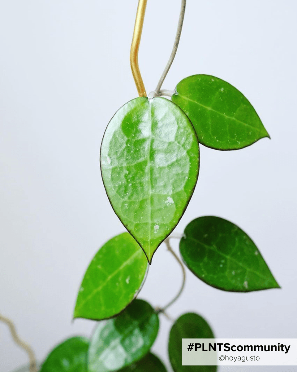 Dziecko Hoya Parasitica