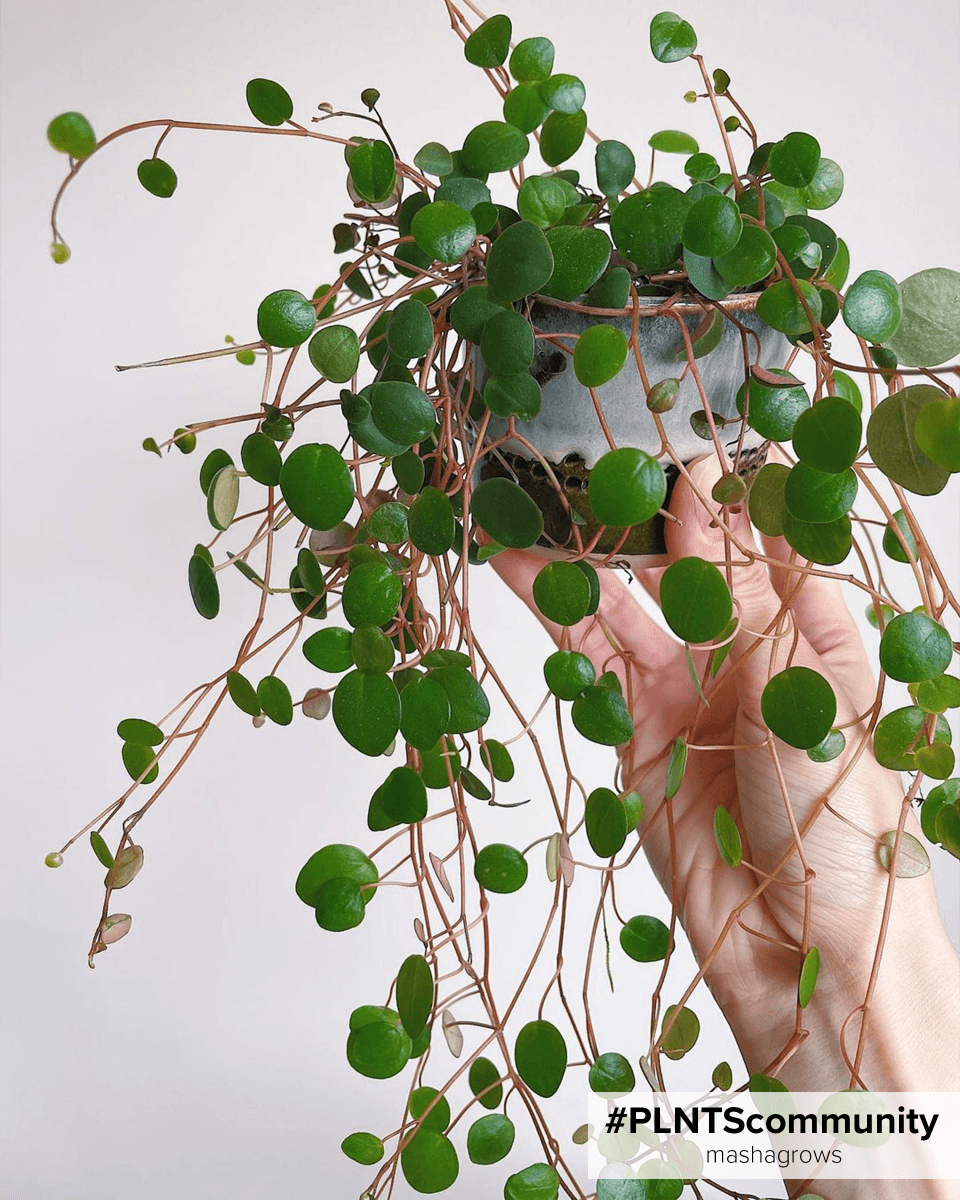 Peperomia Green Coins Pepperspot