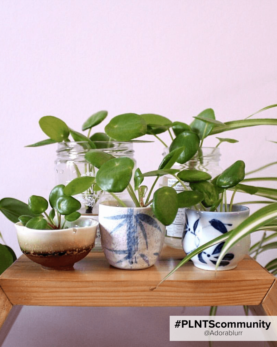 Pilea Peperomioides Pancake plant Chinese Money Plant