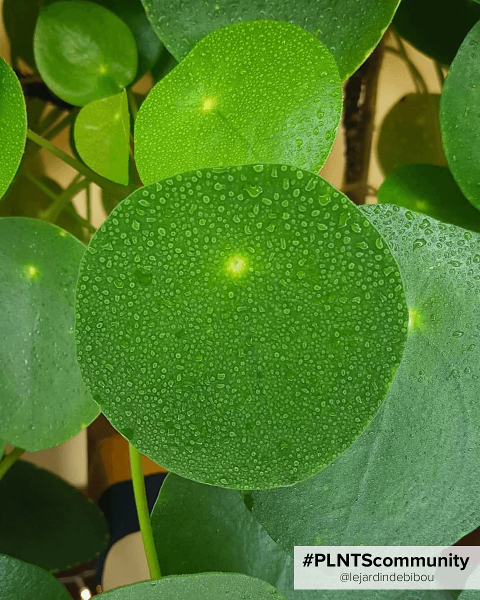 Pilea Peperomioides Pancake plant Chinese Money Plant