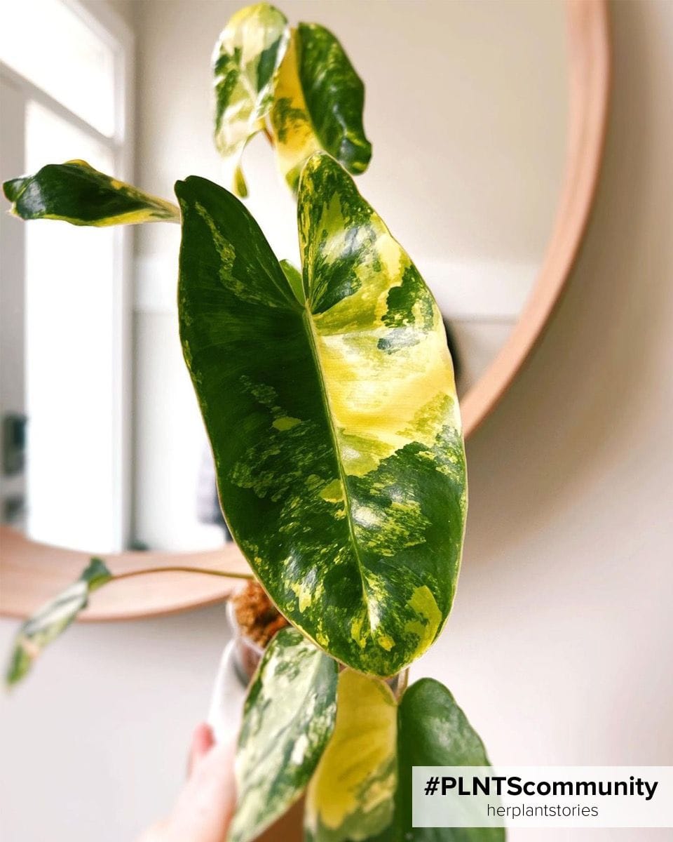 Bébé Philodendron Burle Marx Variegated