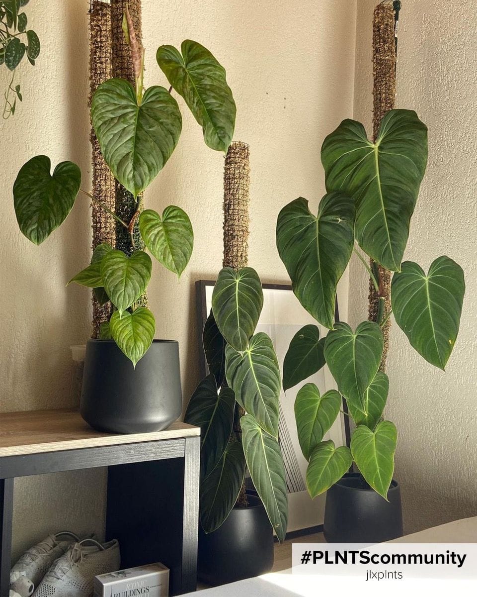Philodendron Melanochrysum