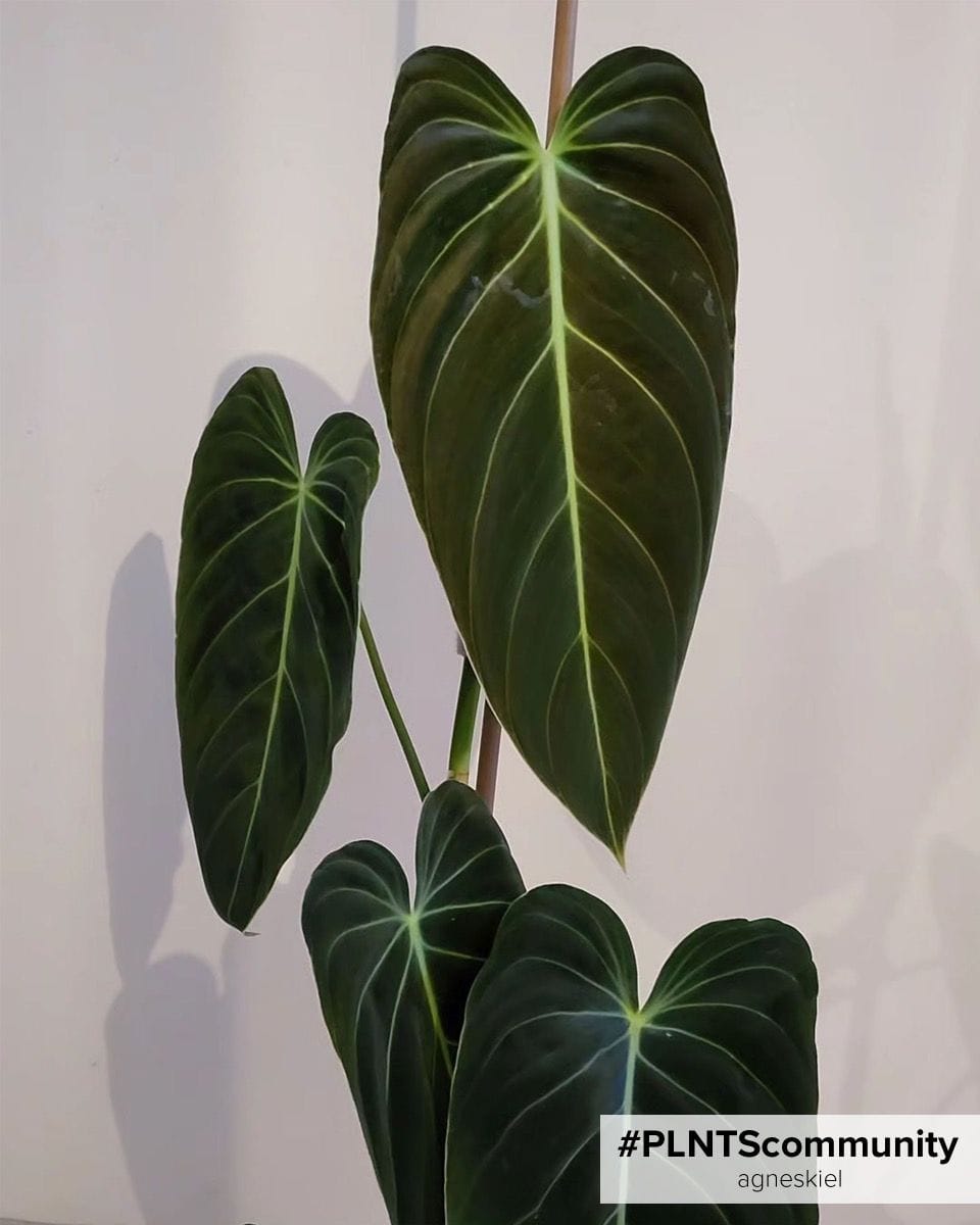 Philodendron Melanochrysum