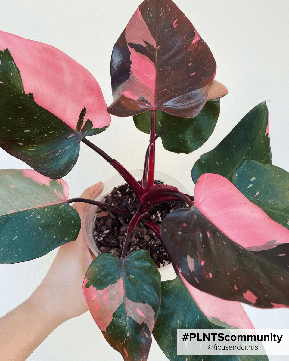 Philodendron Pink Princess