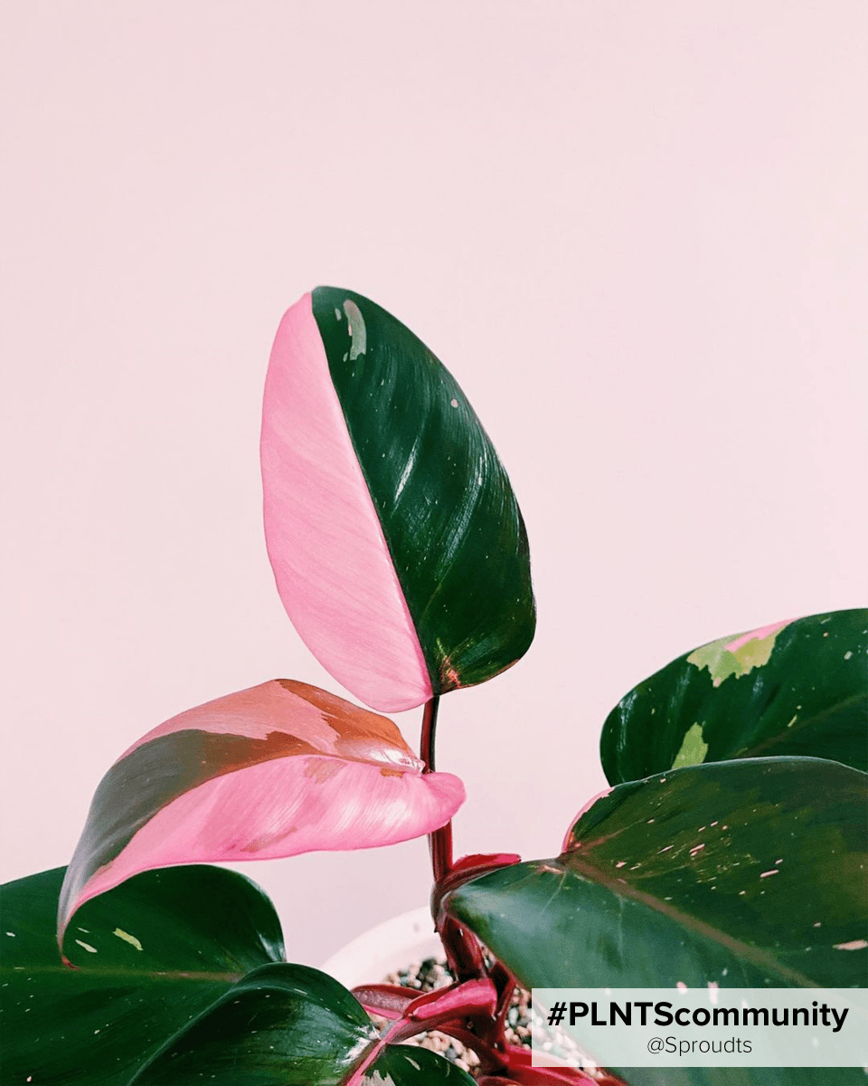 Philodendron Pink Princess
