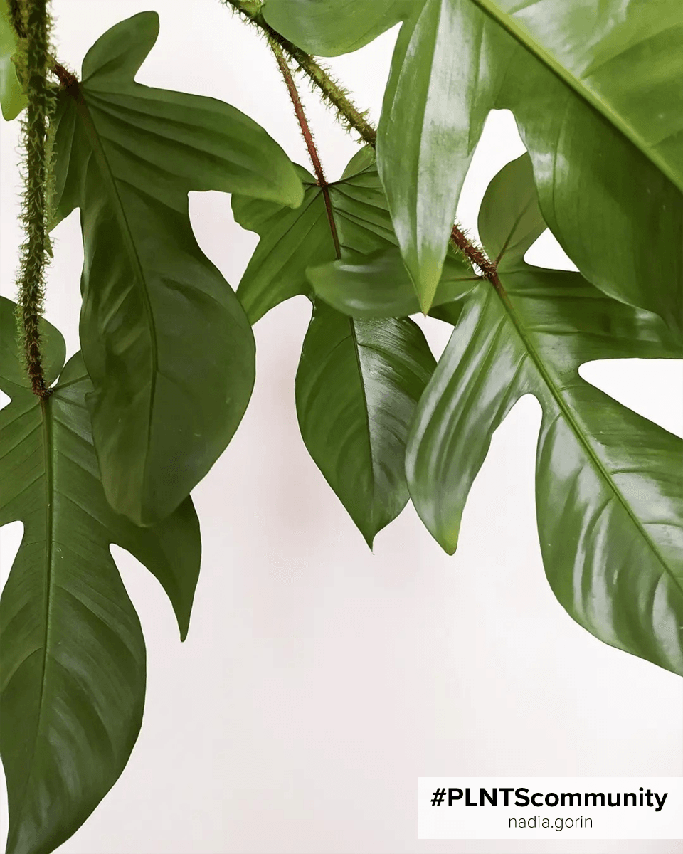 Philodendron Squamiferum