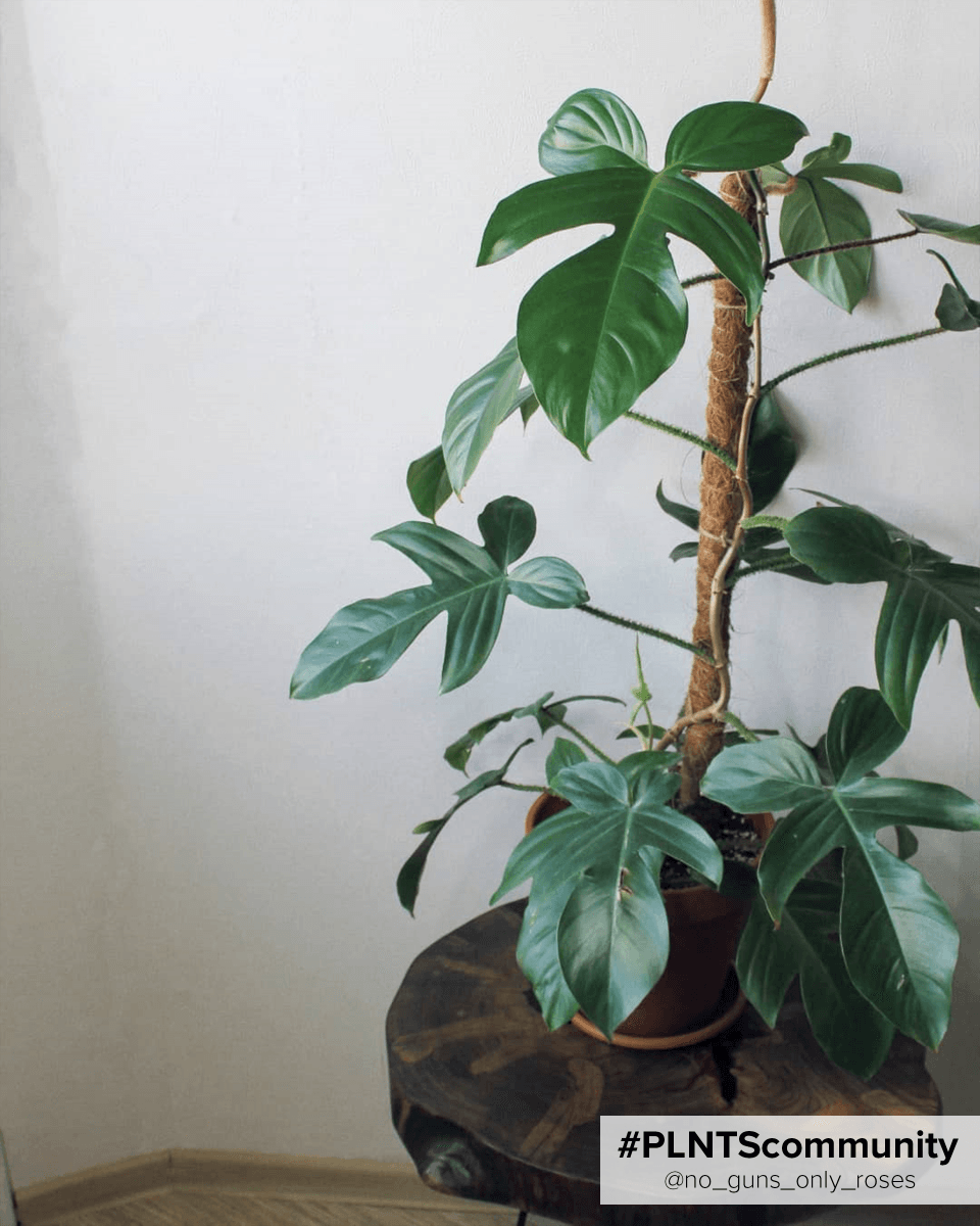 Philodendron Squamiferum