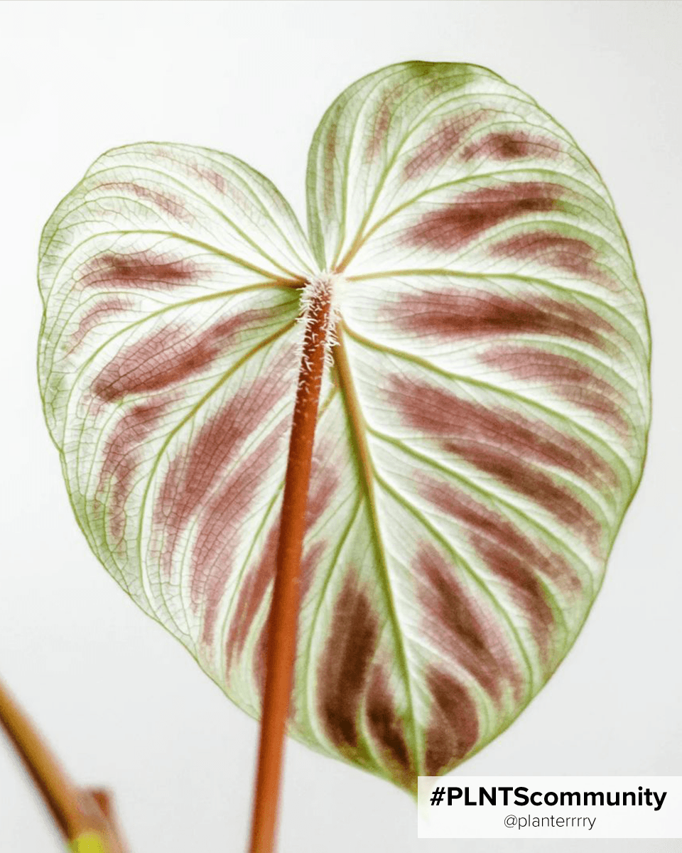 Philodendron Verrucosum