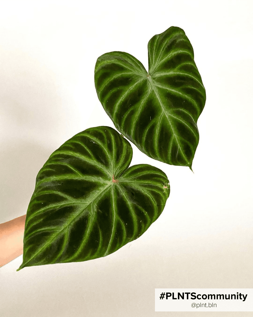Philodendron Verrucosum