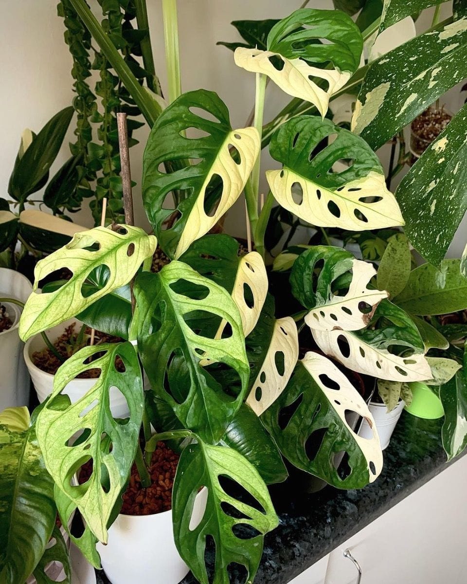 Monstera Plante-gruyère Adansonii Variegated