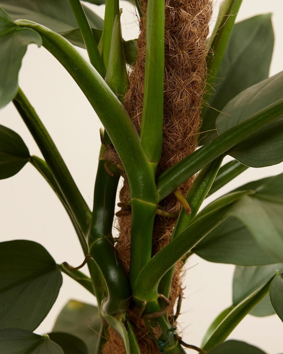 Philodendron Hastatum Silver