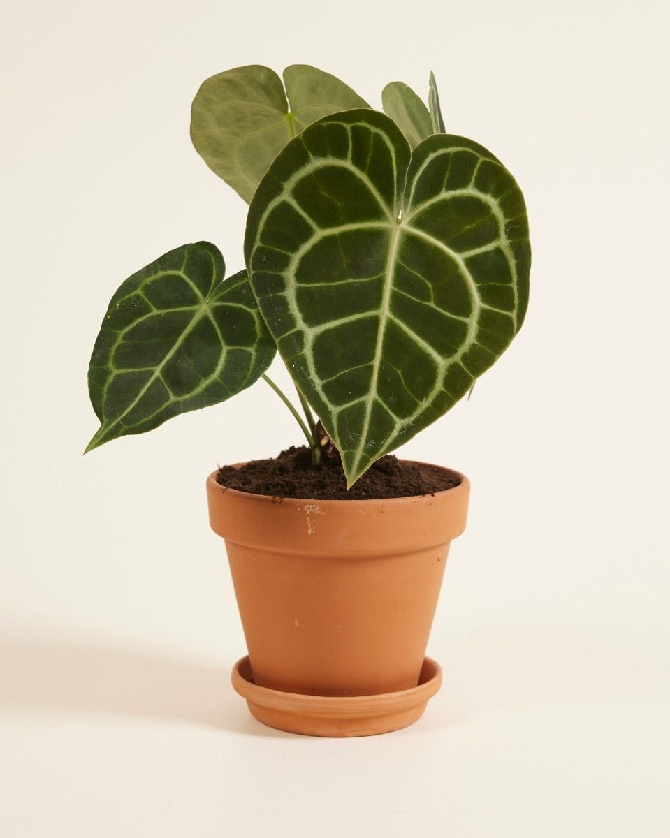 Anthurium Flamingo flowers Clarinervium