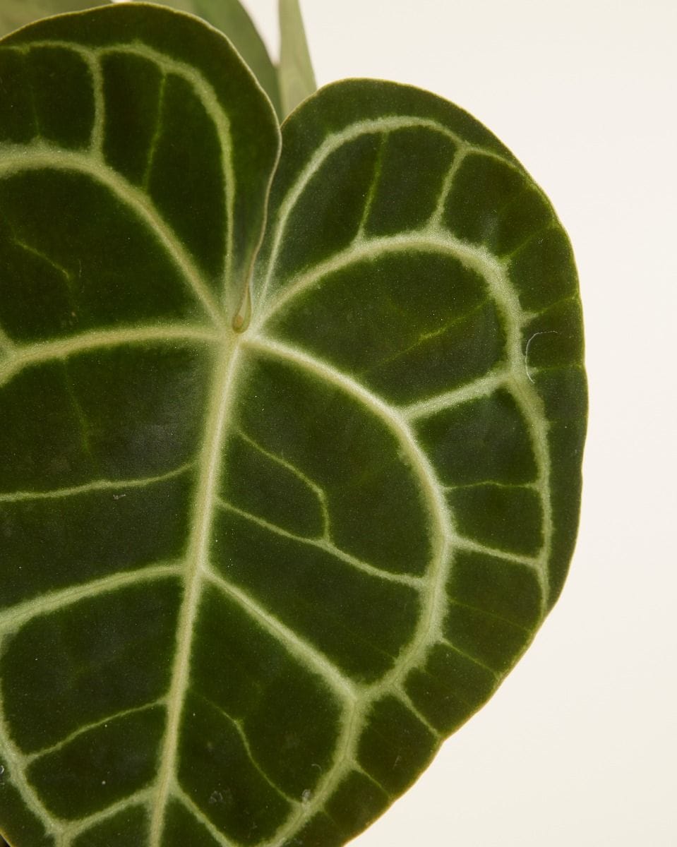 Anthurium Flamingo flowers Clarinervium