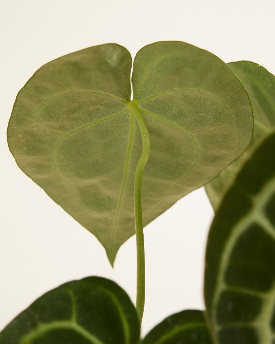 Anthurium Flamingo flowers Clarinervium