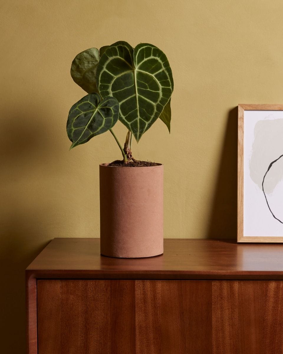 Anthurium Flamingo flowers Clarinervium