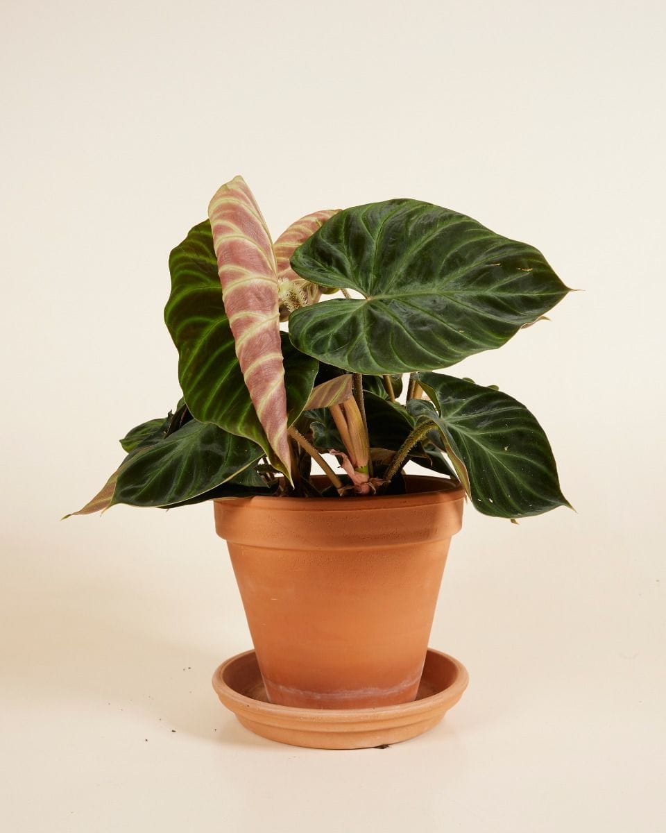 Philodendron Verrucosum