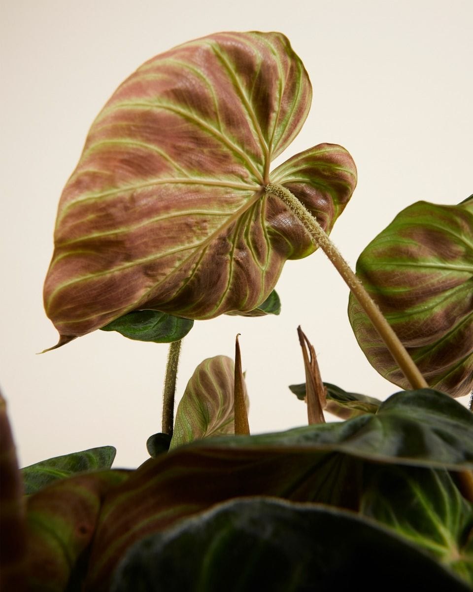 Philodendron Verrucosum