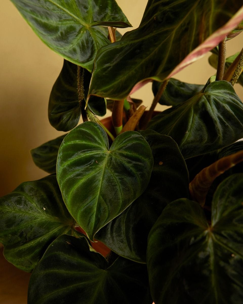 Philodendron Verrucosum