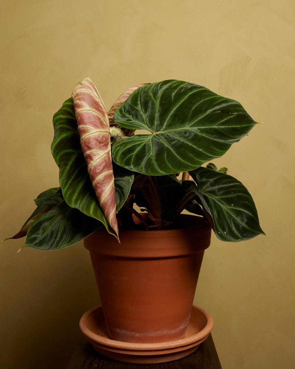 Philodendron Verrucosum